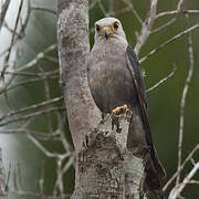 Dickinson's Kestrel