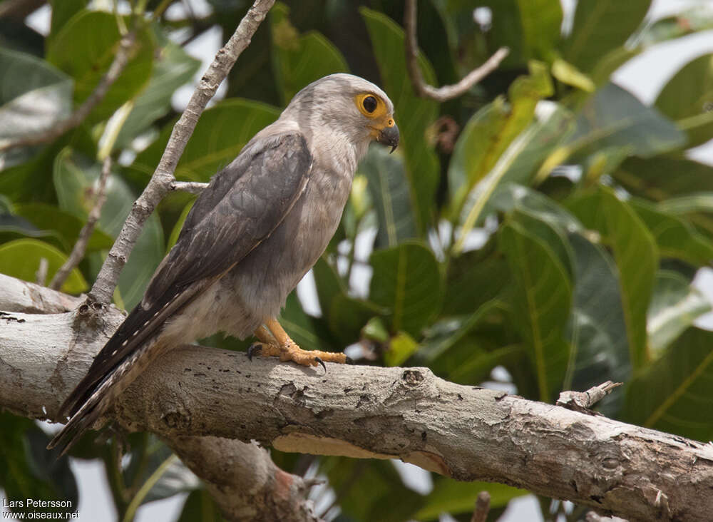 Dickinson's Kestreladult, identification