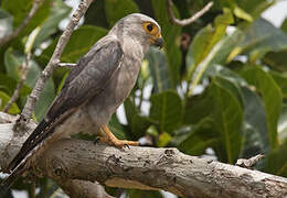 Dickinson's Kestrel