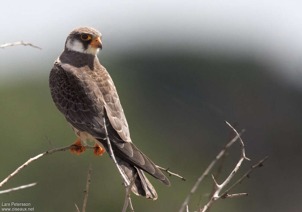 Amur FalconFirst year, pigmentation