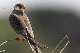 Amur Falcon