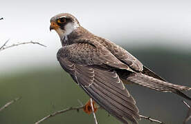 Amur Falcon