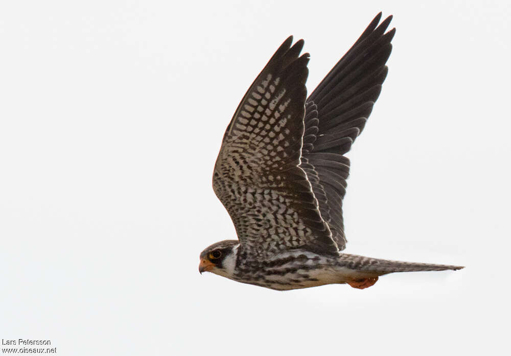 Amur FalconFirst year, pigmentation, Flight