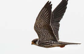 Amur Falcon