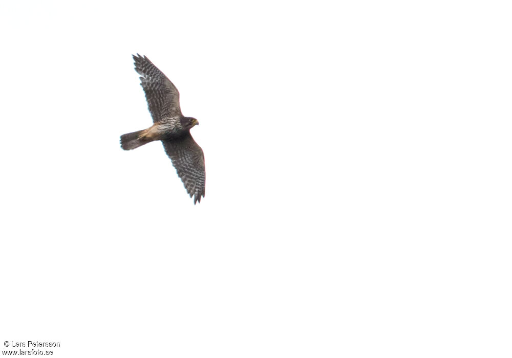 New Zealand Falcon