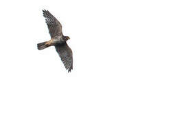 New Zealand Falcon