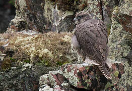 Gyrfalcon