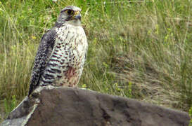 Gyrfalcon