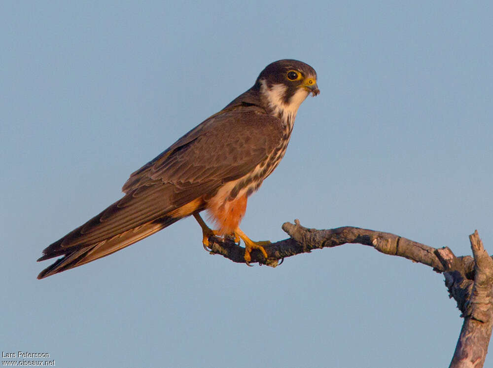 Eurasian Hobbyadult, identification