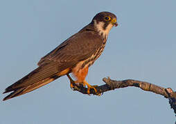 Eurasian Hobby