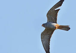 Red-footed Falcon