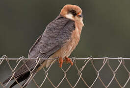 Red-footed Falcon