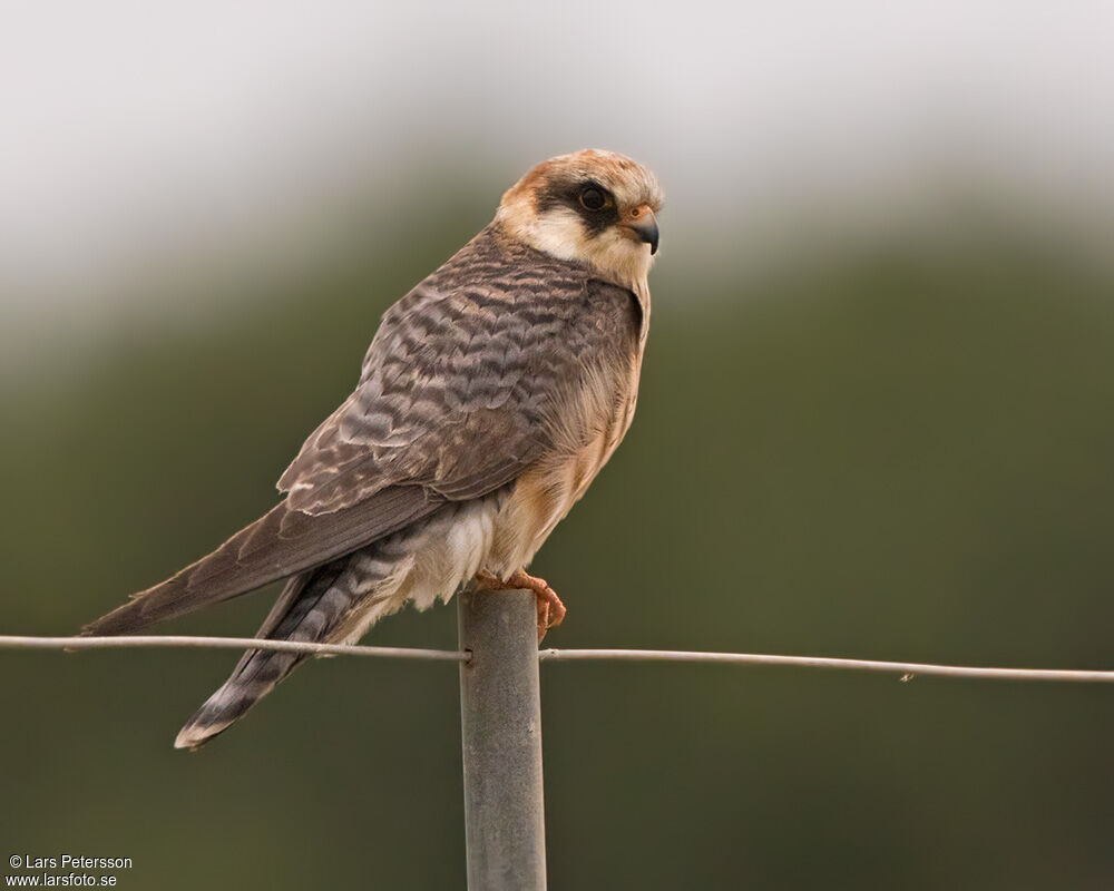 Red-footed Falcon