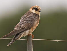 Red-footed Falcon