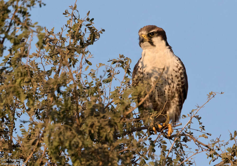 Faucon laggaradulte, identification