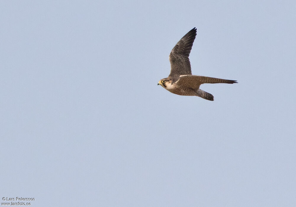 Lanner Falcon