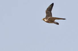 Lanner Falcon