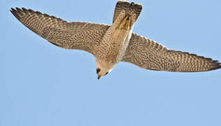 Lanner Falcon