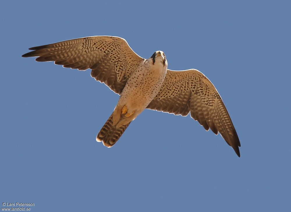 Lanner Falcon