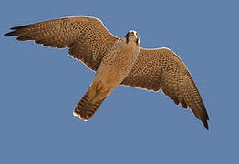 Lanner Falcon