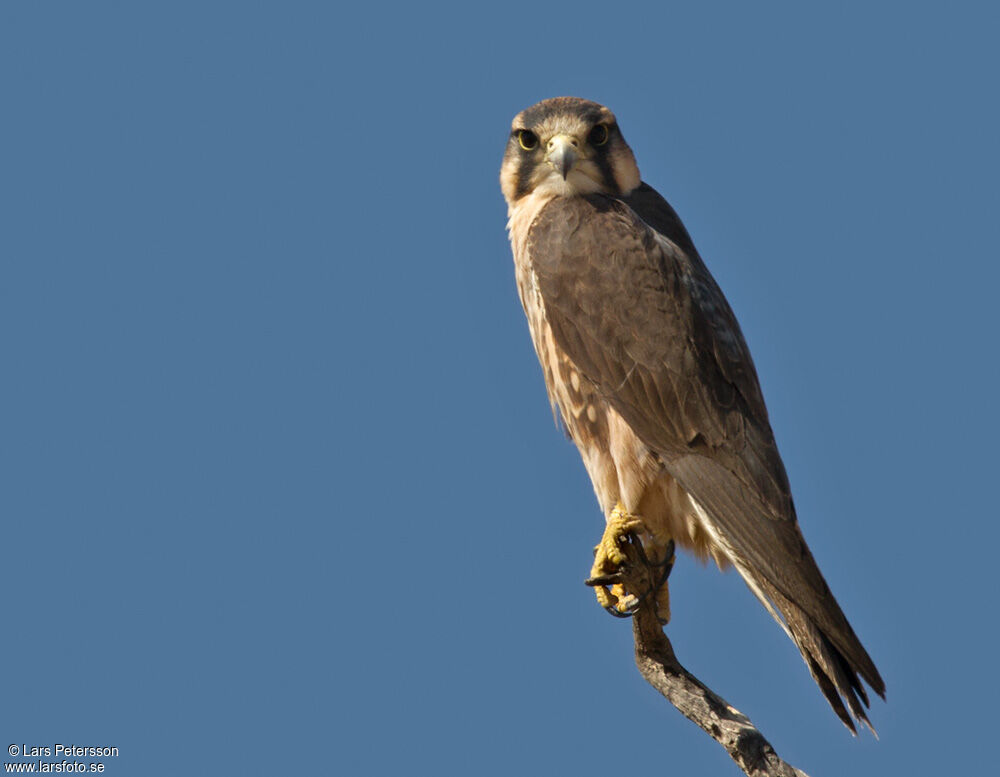 Lanner Falcon