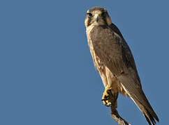 Lanner Falcon