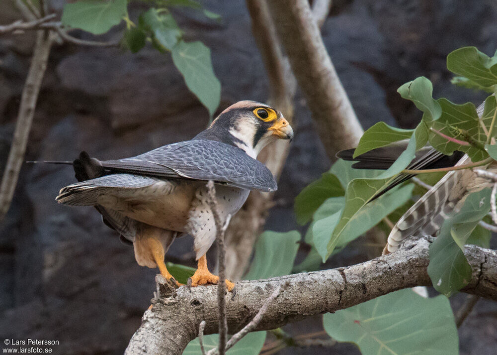 Lanner Falcon