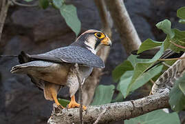 Lanner Falcon