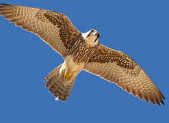 Lanner Falcon