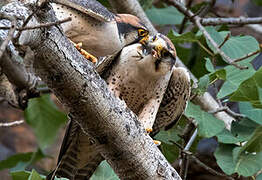 Lanner Falcon