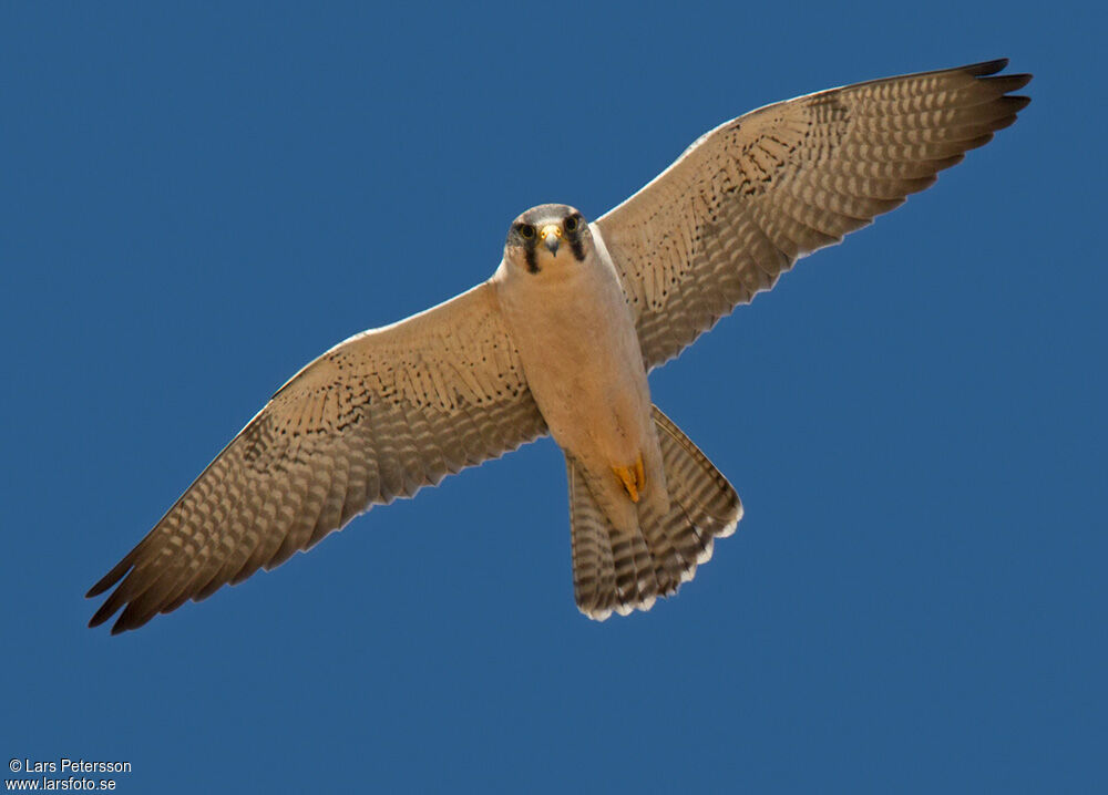 Lanner Falcon