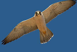 Lanner Falcon