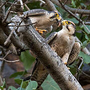 Lanner Falcon