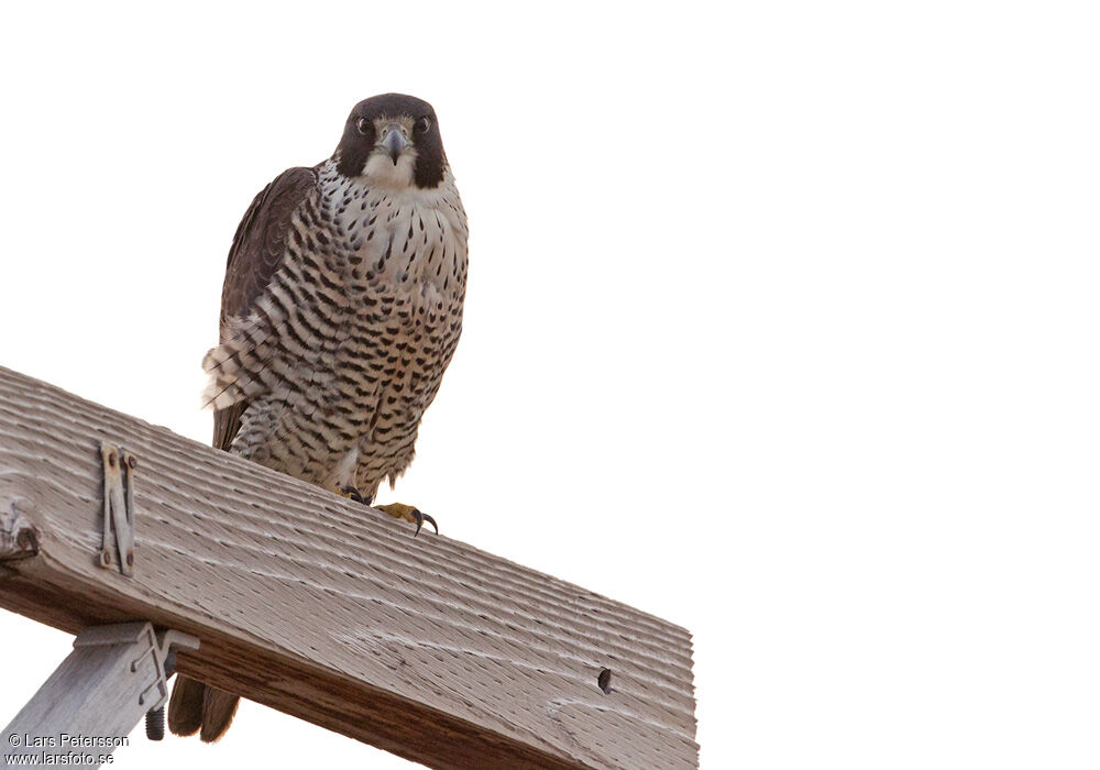 Peregrine Falcon