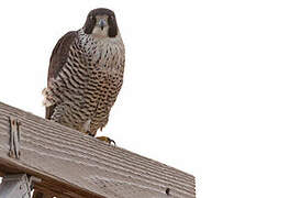 Peregrine Falcon