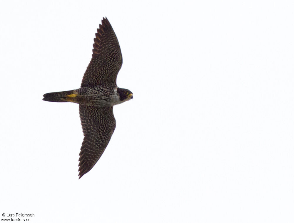 Peregrine Falcon