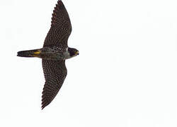 Peregrine Falcon