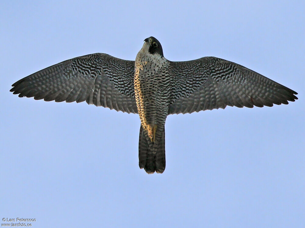 Peregrine Falcon