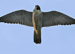 Peregrine Falcon