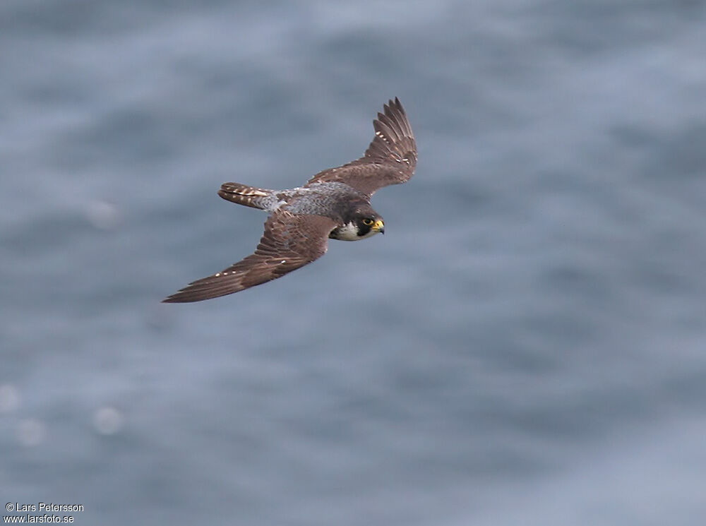 Peregrine Falcon