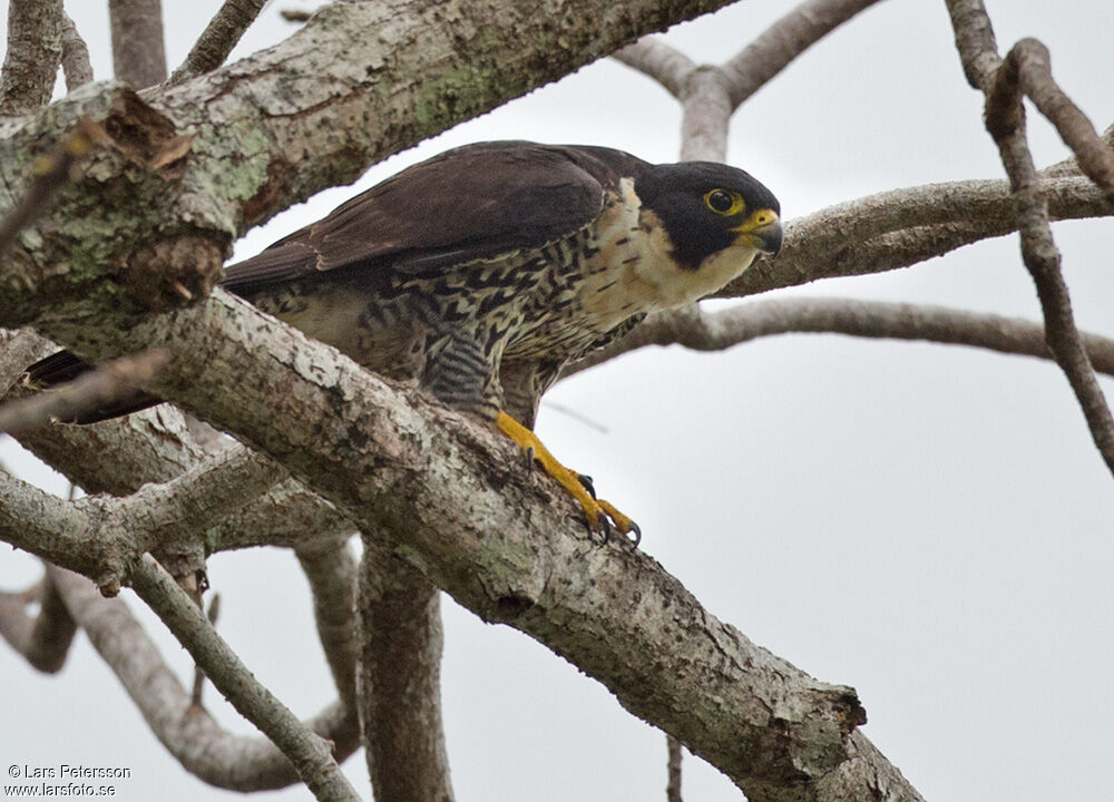 Peregrine Falcon