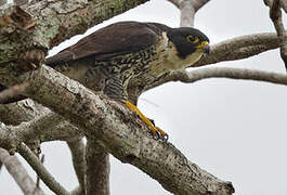 Peregrine Falcon