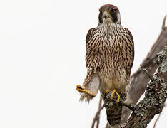 Peregrine Falcon