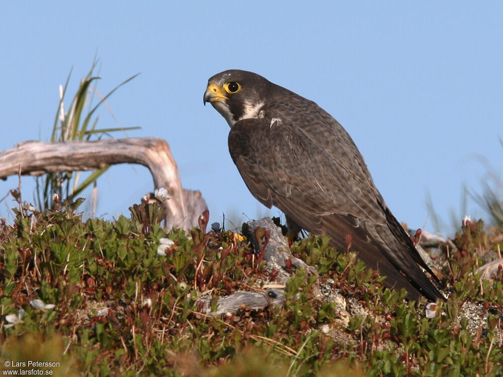 Peregrine Falcon