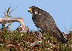 Peregrine Falcon