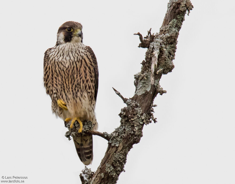 Peregrine Falcon