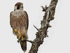 Peregrine Falcon