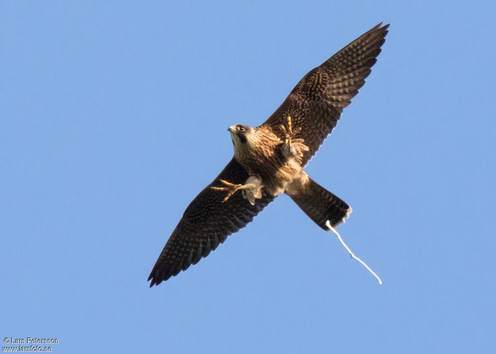 Peregrine Falcon