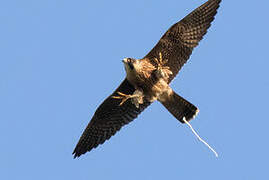 Peregrine Falcon