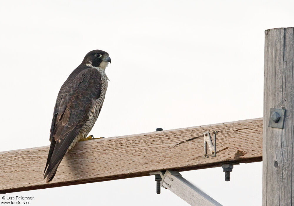 Peregrine Falcon